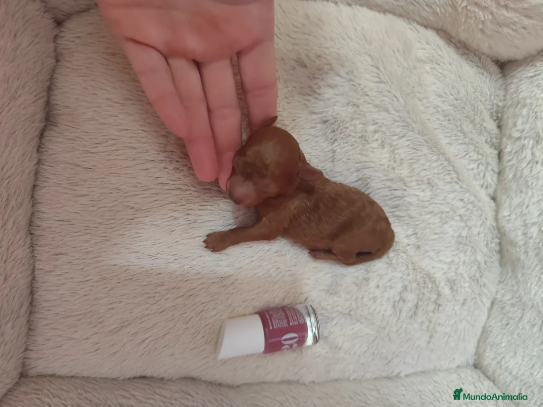 Caniche Toy perros en venta: Caniche tácita de te  - Anuncio 1