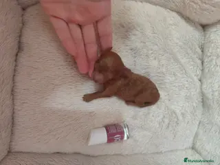 Caniche Toy perros Caniche tácita de te - Anuncio 5