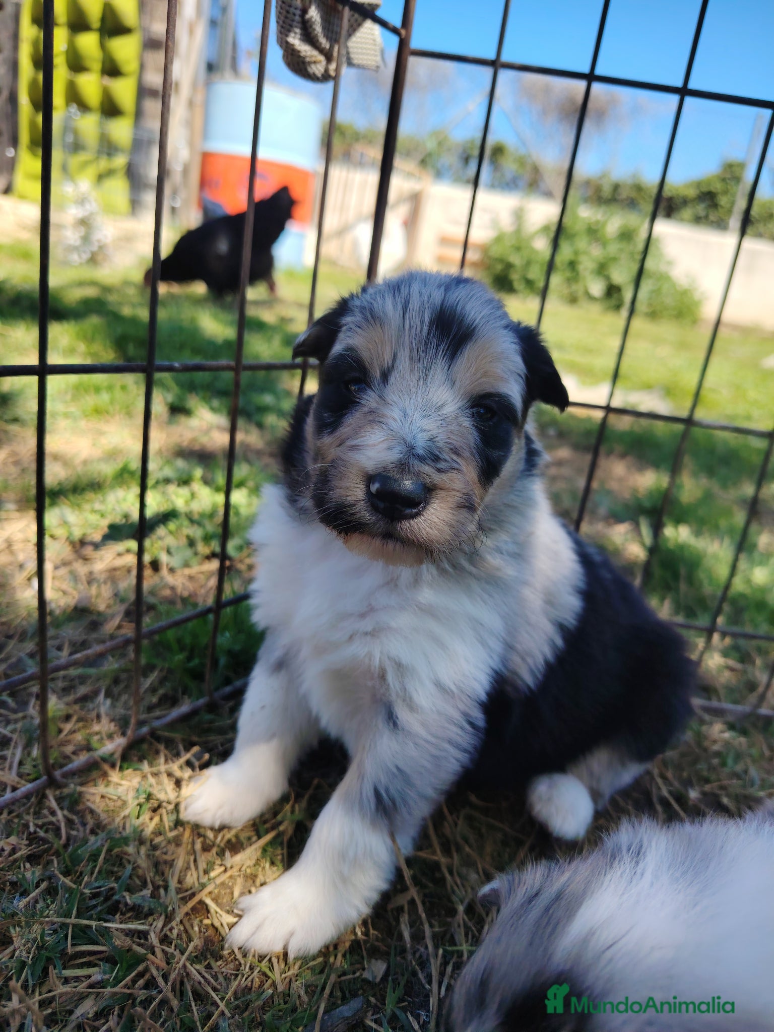 Collie de Pelo Largo perros Cachorros collie pelo largo/ rough collie - Anuncio 1