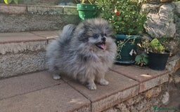 Pomerania perros en venta: Pomerania merle ojos dispares 50% línea rusa - Imagen 5