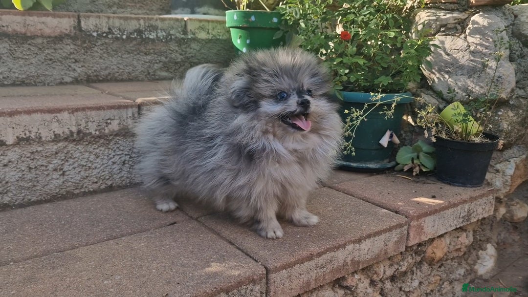 Pomerania perros en venta: Pomerania merle ojos dispares 50% línea rusa - Imagen 5