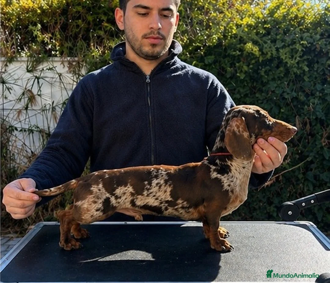 Teckel perros en venta: Cachorros de Teckel arlequín chocolate  - Anuncio 1