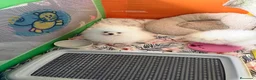 Pomerania perros en venta: Pomerania - Anuncio 5