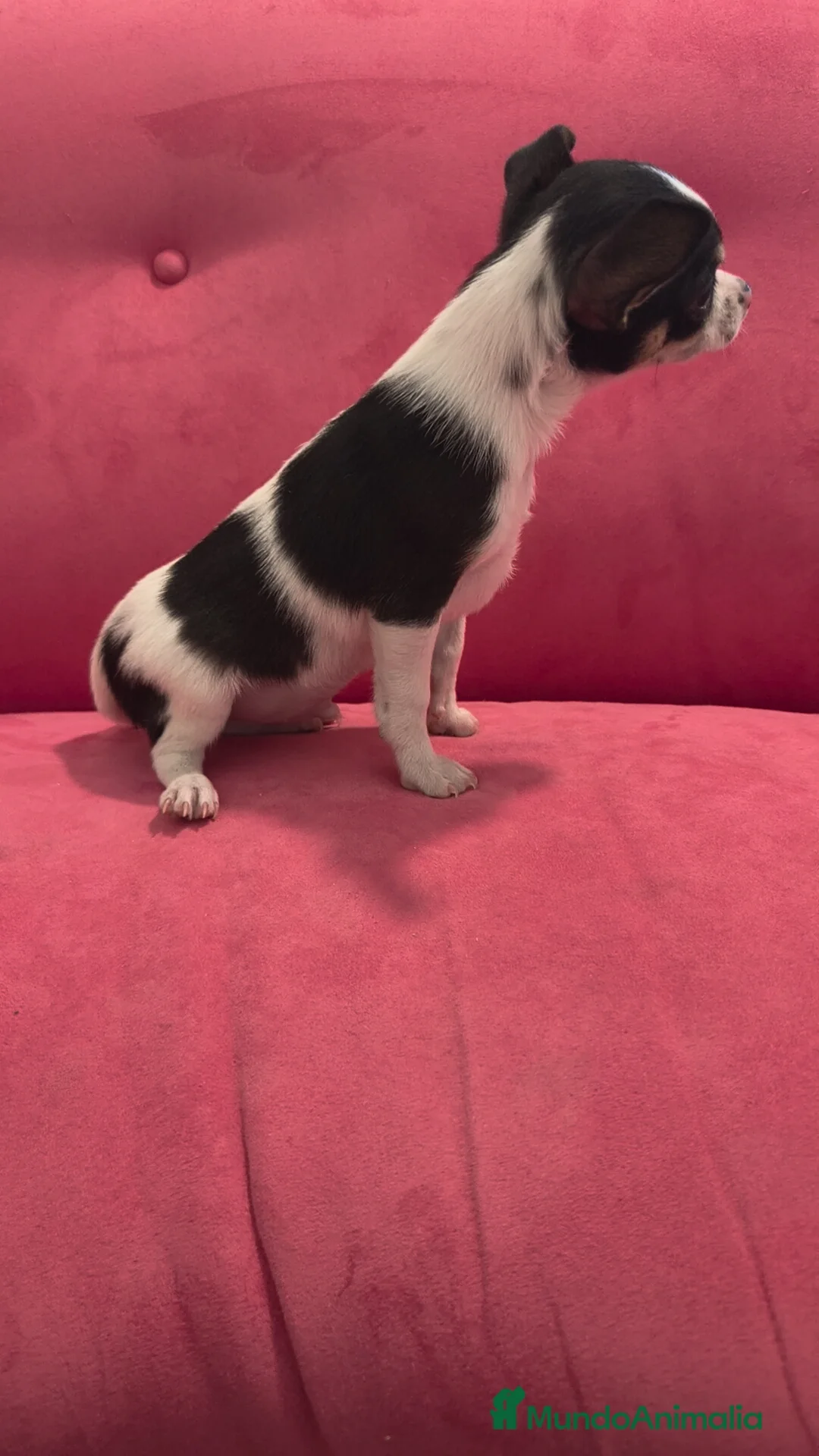 Chihuahua perros en venta: Chihuahua Macho retrognatismo  - Anuncio 4