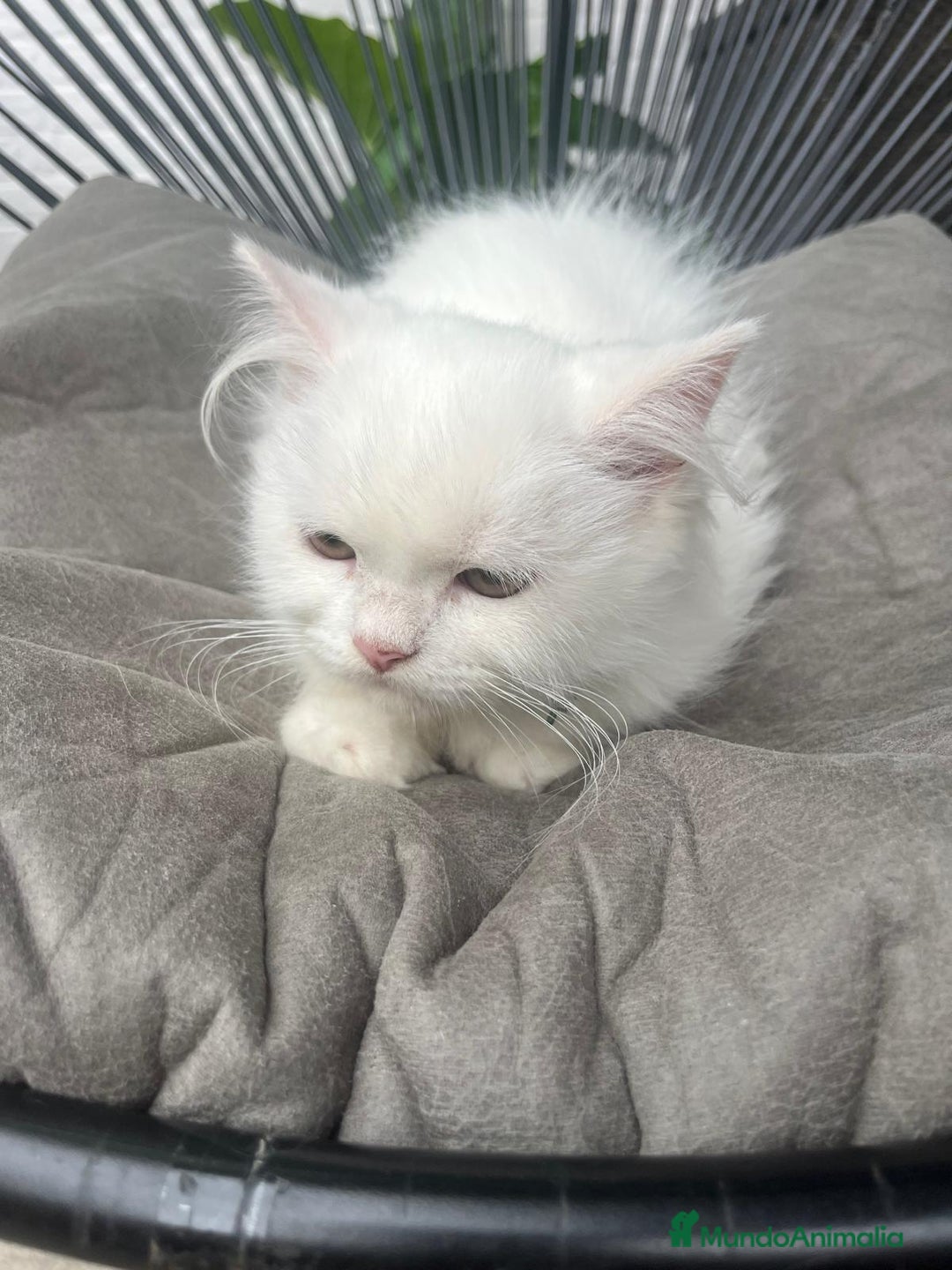 Persa gatos en venta: Gatita persa - Imagen 1
