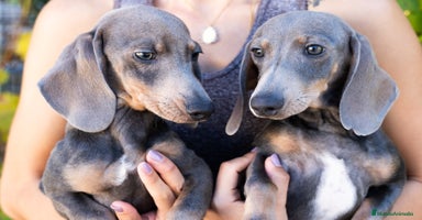 Teckel Miniatura perros - Anuncio 13