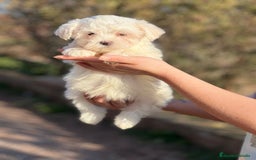 Bichón Maltés perros en venta: BICHÓN MALTES MACHO AMERICANO en Barcelona - Imagen 4