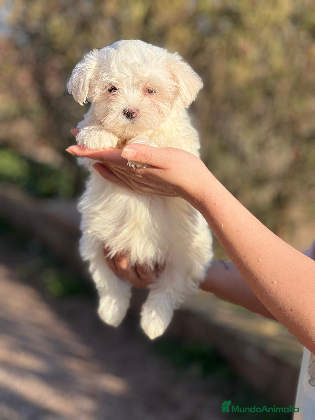 Bichón Maltés perros en venta: BICHÓN MALTES MACHO AMERICANO en Barcelona - Imagen 4