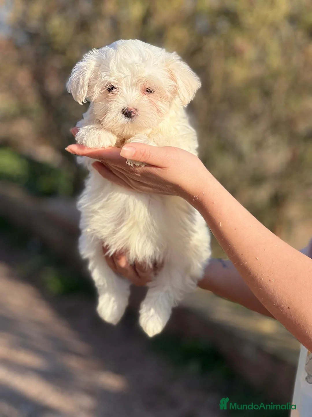 Bichón Maltés perros en venta: BICHÓN MALTES MACHO AMERICANO en Barcelona - Anuncio 4