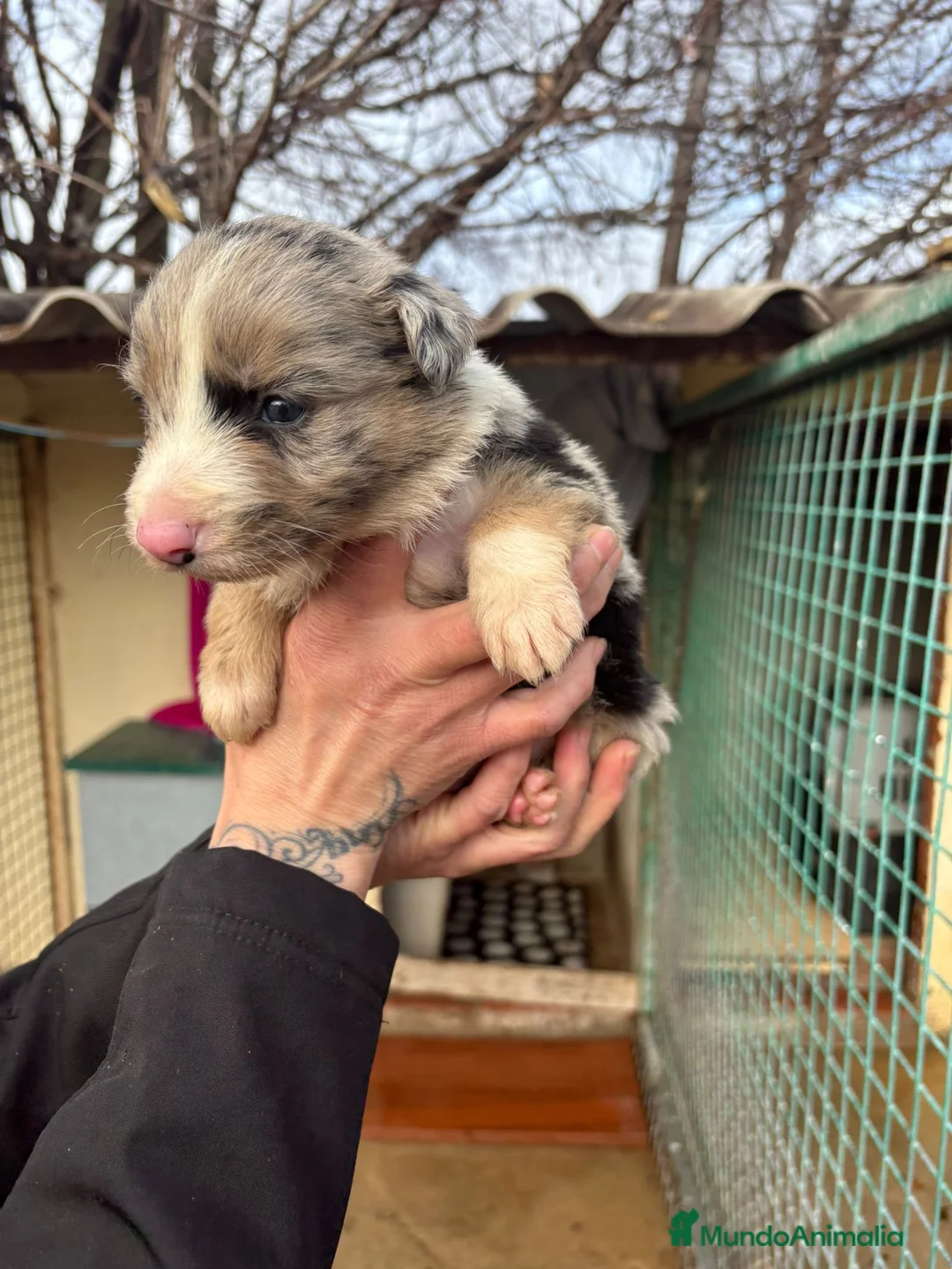 Border Collie perros en venta: Cachorro Macho Border Collie merle - Anuncio 14