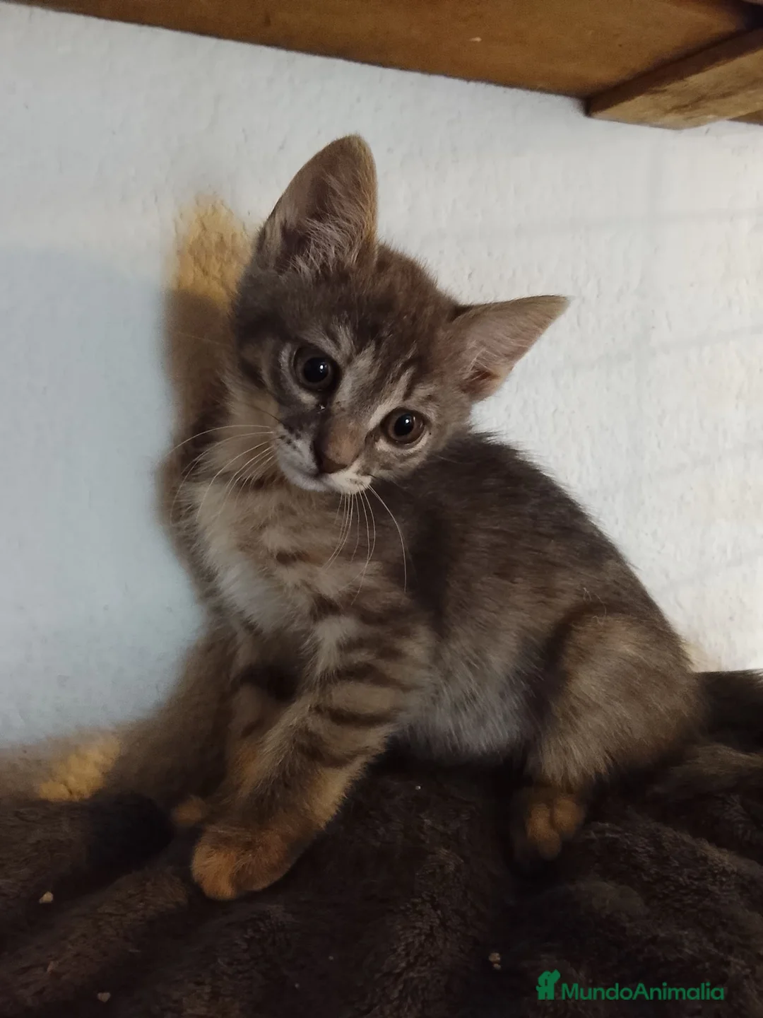 Raza Mixta gatos en adopcion: Gizmo en adopción  en Barcelona - Anuncio 4