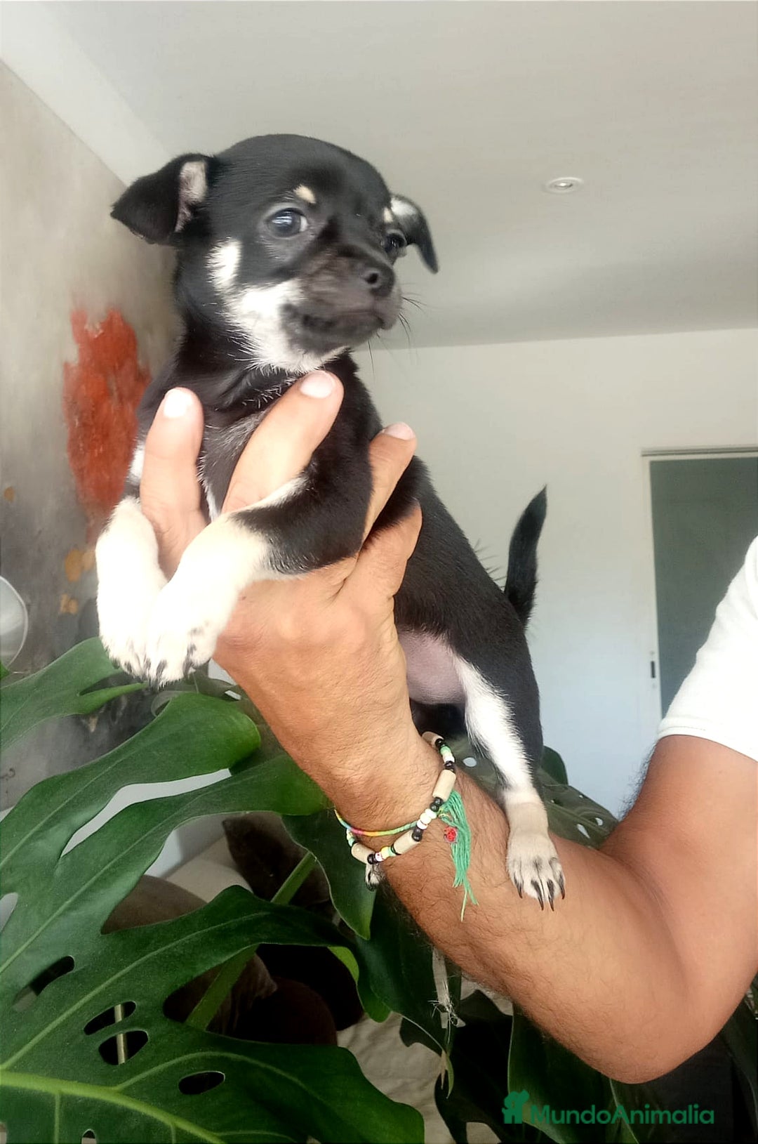 Chihuahua perros en venta: Chihuahuas  - Imagen 9