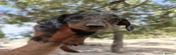 Teckel perros en venta: Teckels exclusivos - Anuncio 9