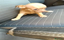 Chihuahua perros en venta: Chigugua toys  - Imagen 3