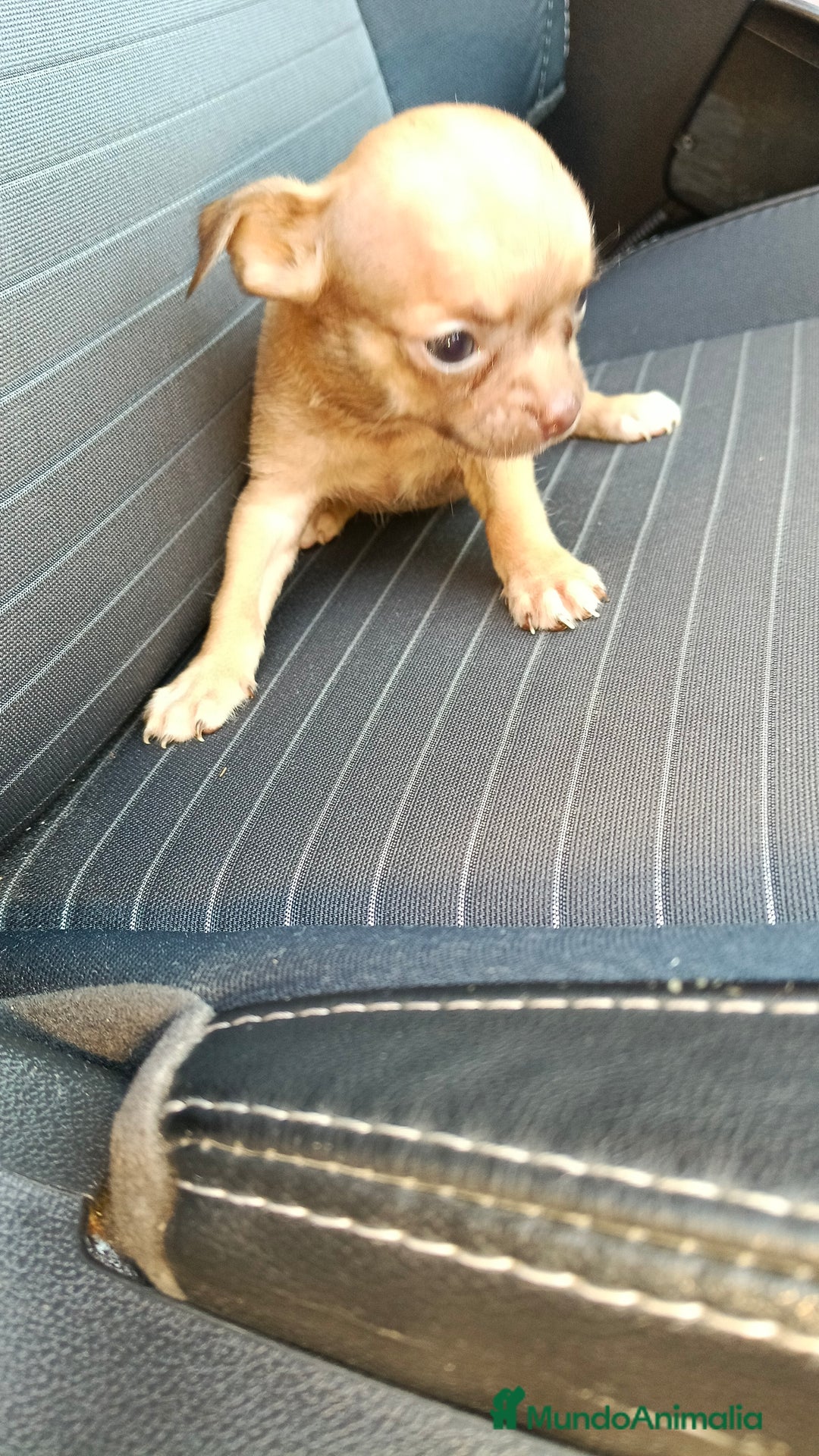 Chihuahua perros en venta: Chigugua toys  - Imagen 3