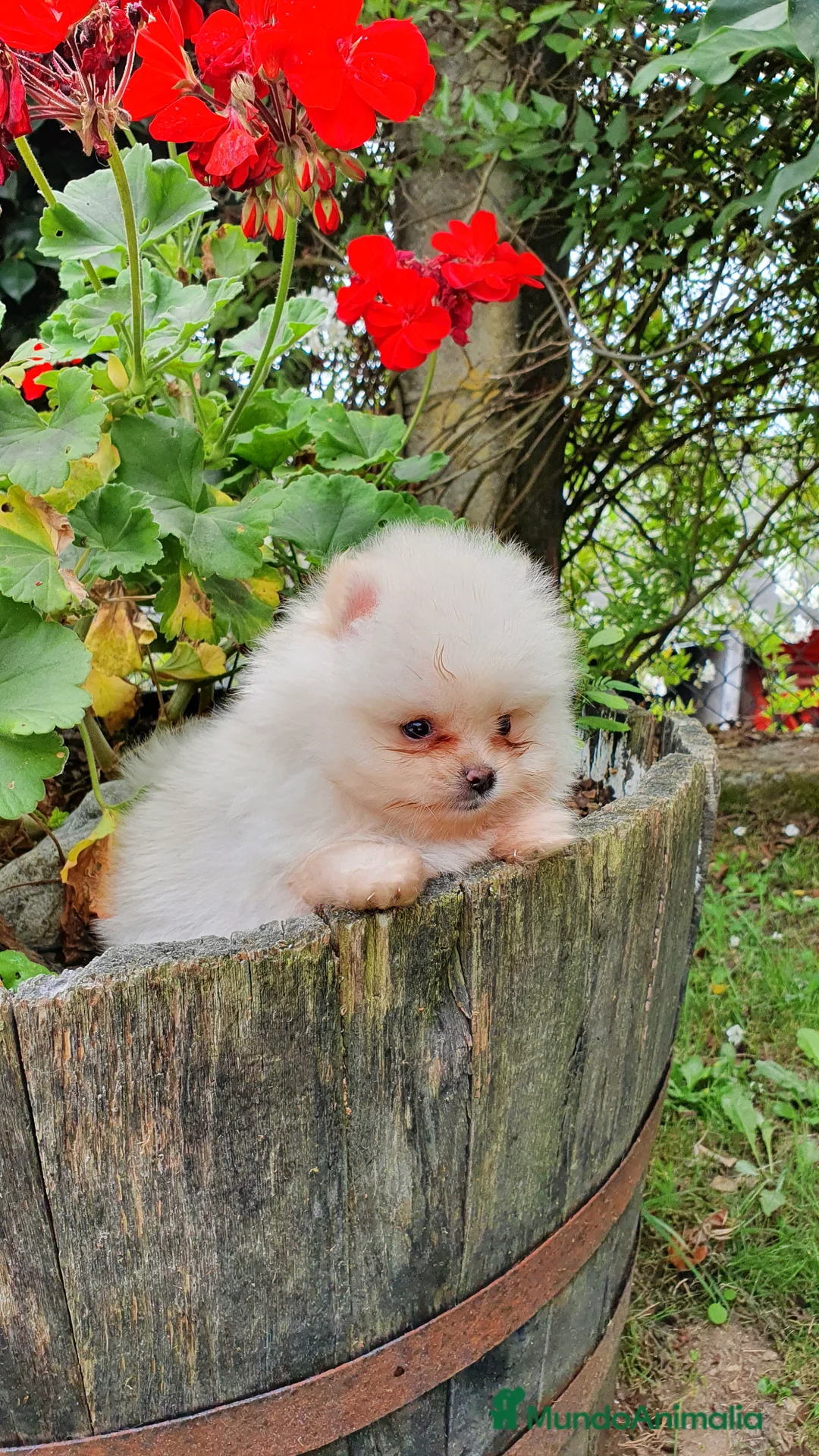 Pomerania perros en venta: Pomerania mini  - Anuncio 3