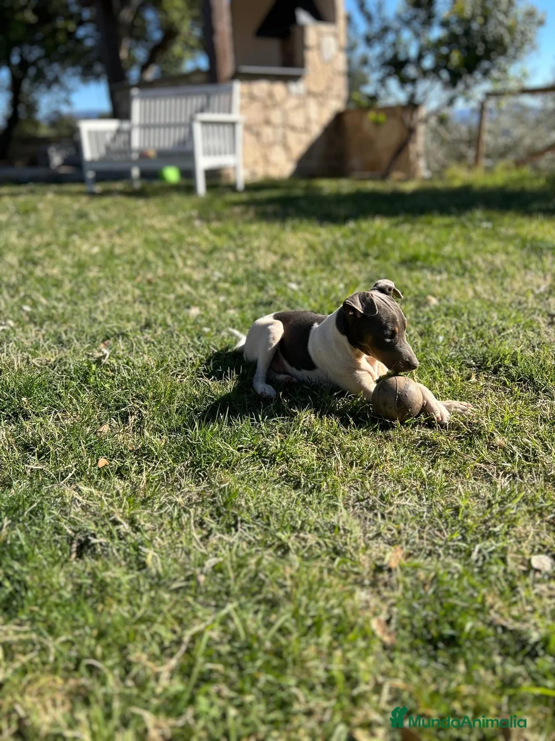 Ratonero Bodeguero Andaluz perros en venta: Bodeguero blue - Anuncio 1