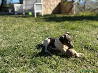 Ratonero Bodeguero Andaluz perros Bodeguero blue - Anuncio 2