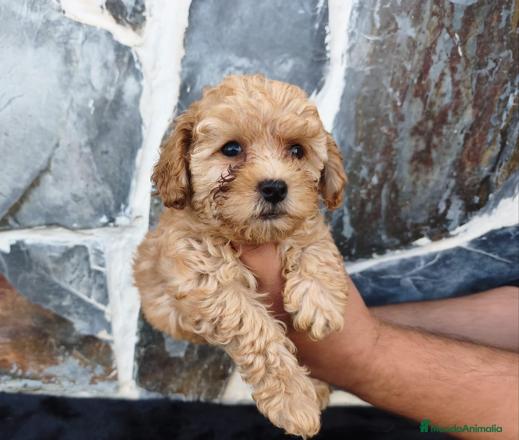 Caniche Toy perros CANICHE TOY MACHO - Anuncio 1
