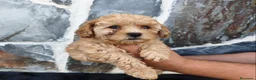 Caniche Toy perros en venta: CANICHE TOY MACHO - Anuncio 1
