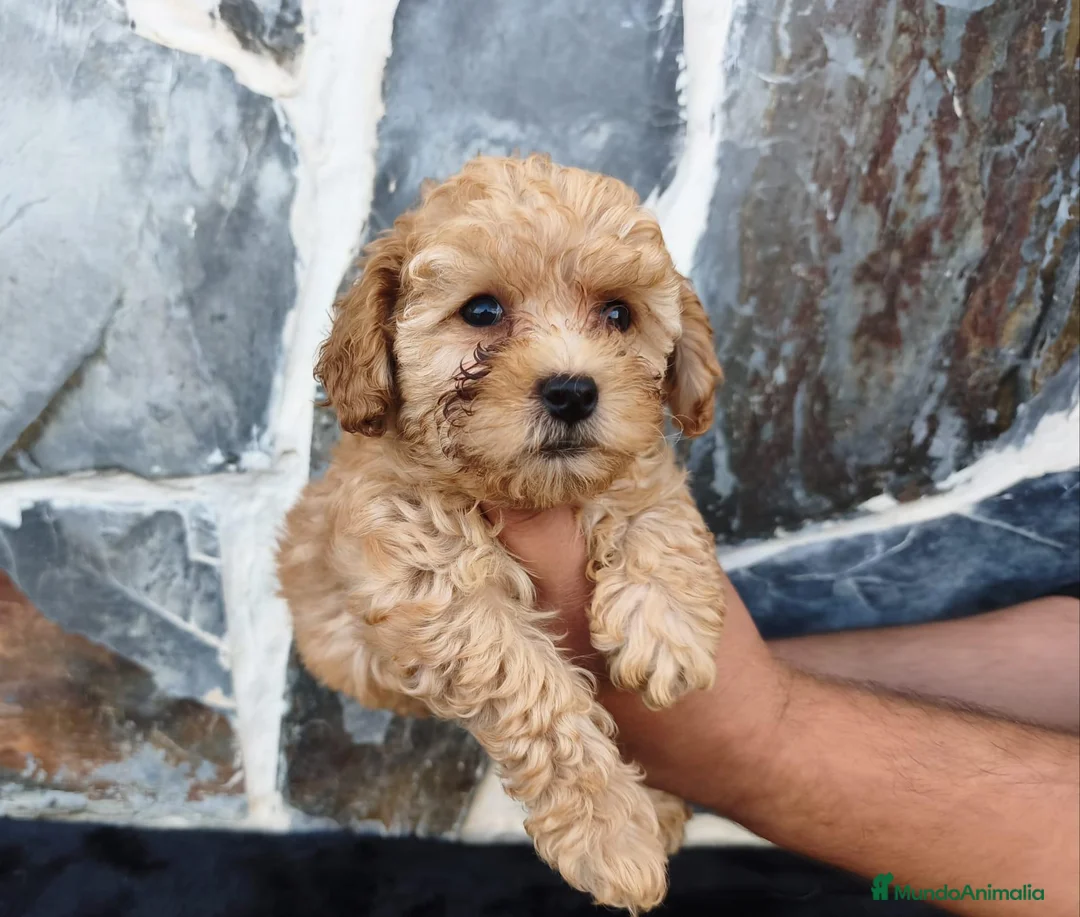 Caniche Toy perros en venta: CANICHE TOY MACHO - Anuncio 1
