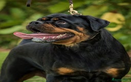 Rottweiler perros en adopcion: Hembra adulta con pedigree - Imagen 2