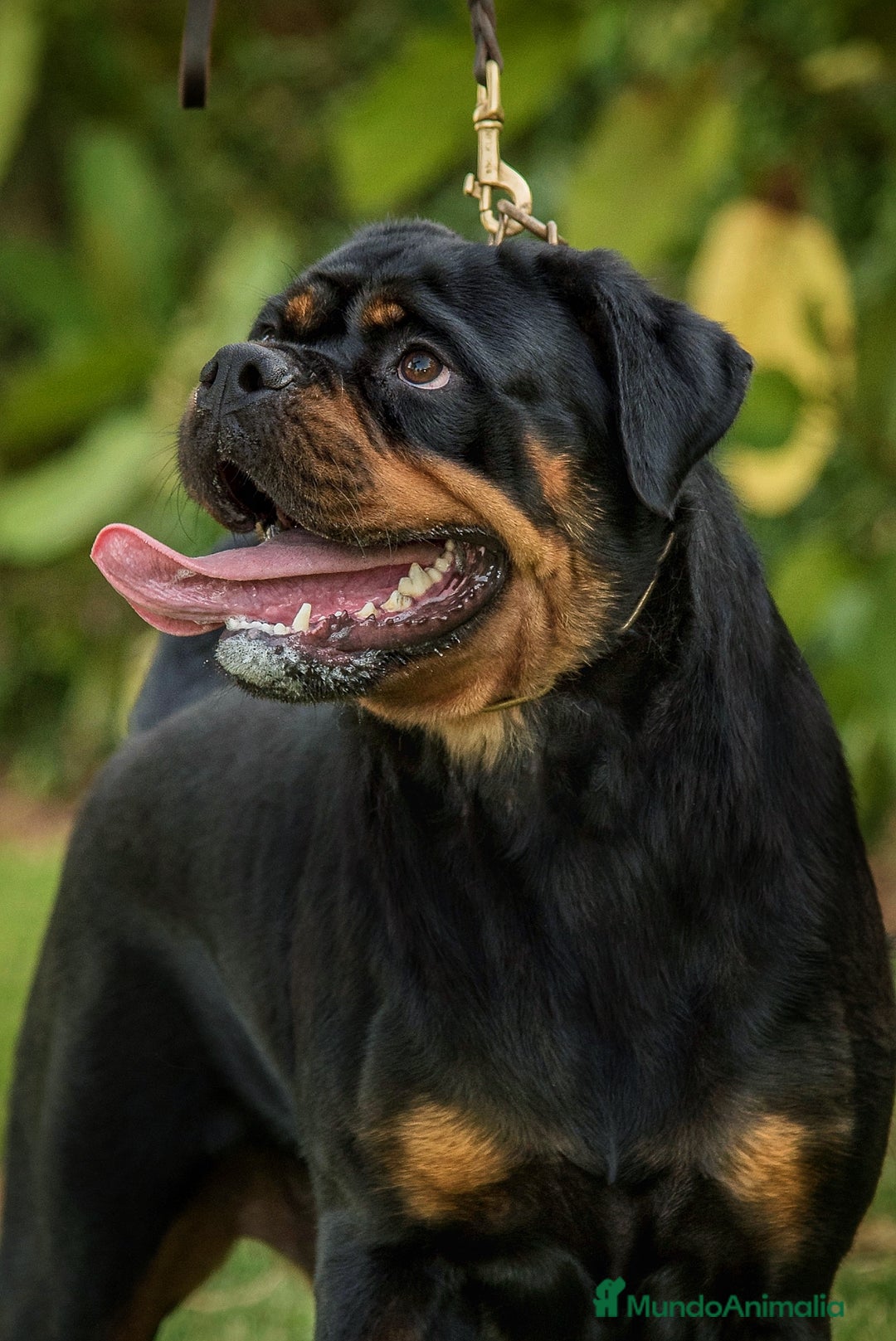 Rottweiler perros en adopcion: Hembra adulta con pedigree - Imagen 2