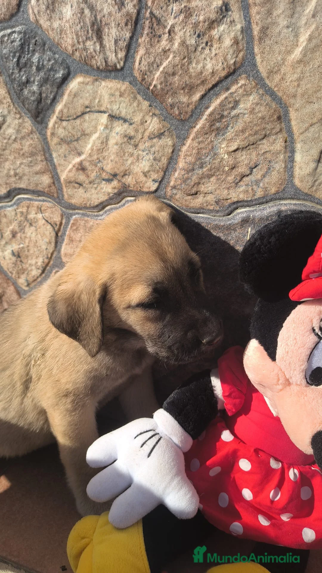 Mastín Español perros en venta: 200€!!! SOLO HOY PRECIO REAL - Anuncio 2