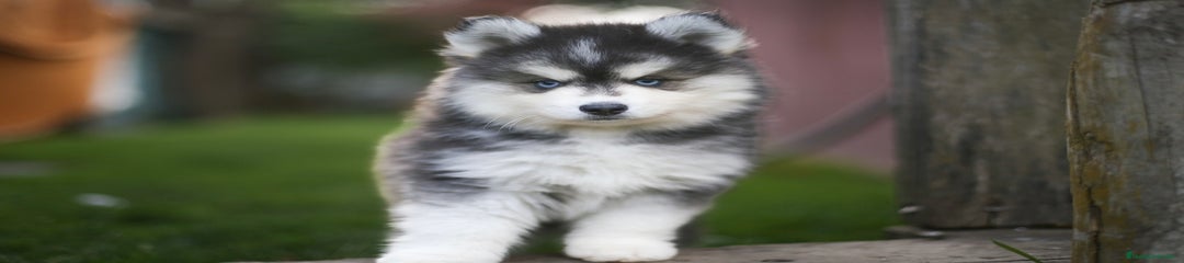 Pomsky Cachorro 5