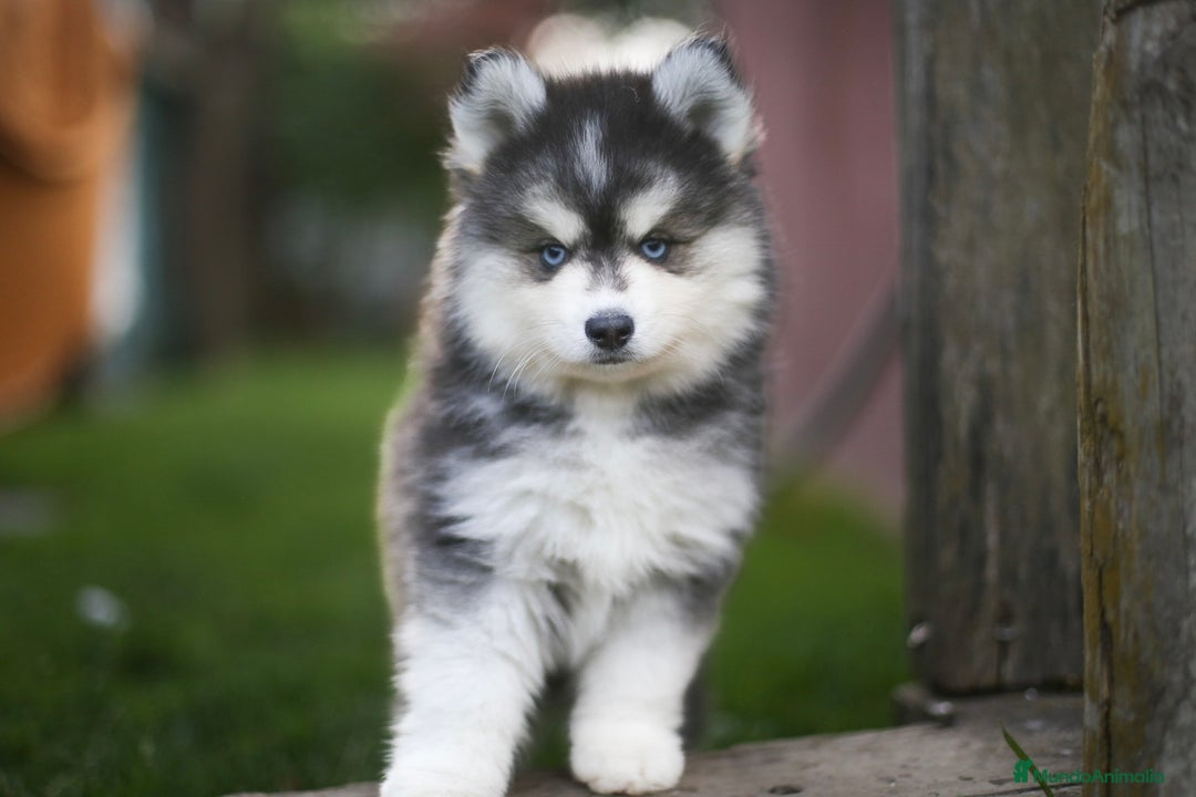 Pomsky perros en venta: Pomsky F4 Toy y minis  - Imagen 20