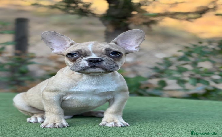 Bulldog Francés perros - Anuncio 1