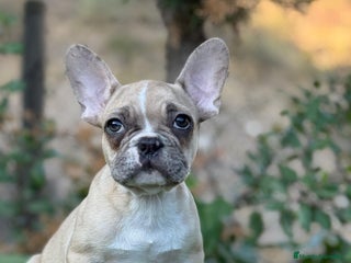 Bulldog Francés perros - Anuncio 4