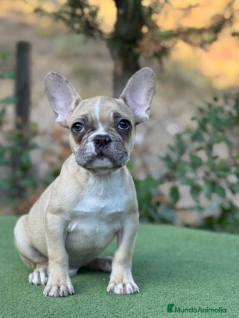 Bulldog Francés perros - Anuncio 4