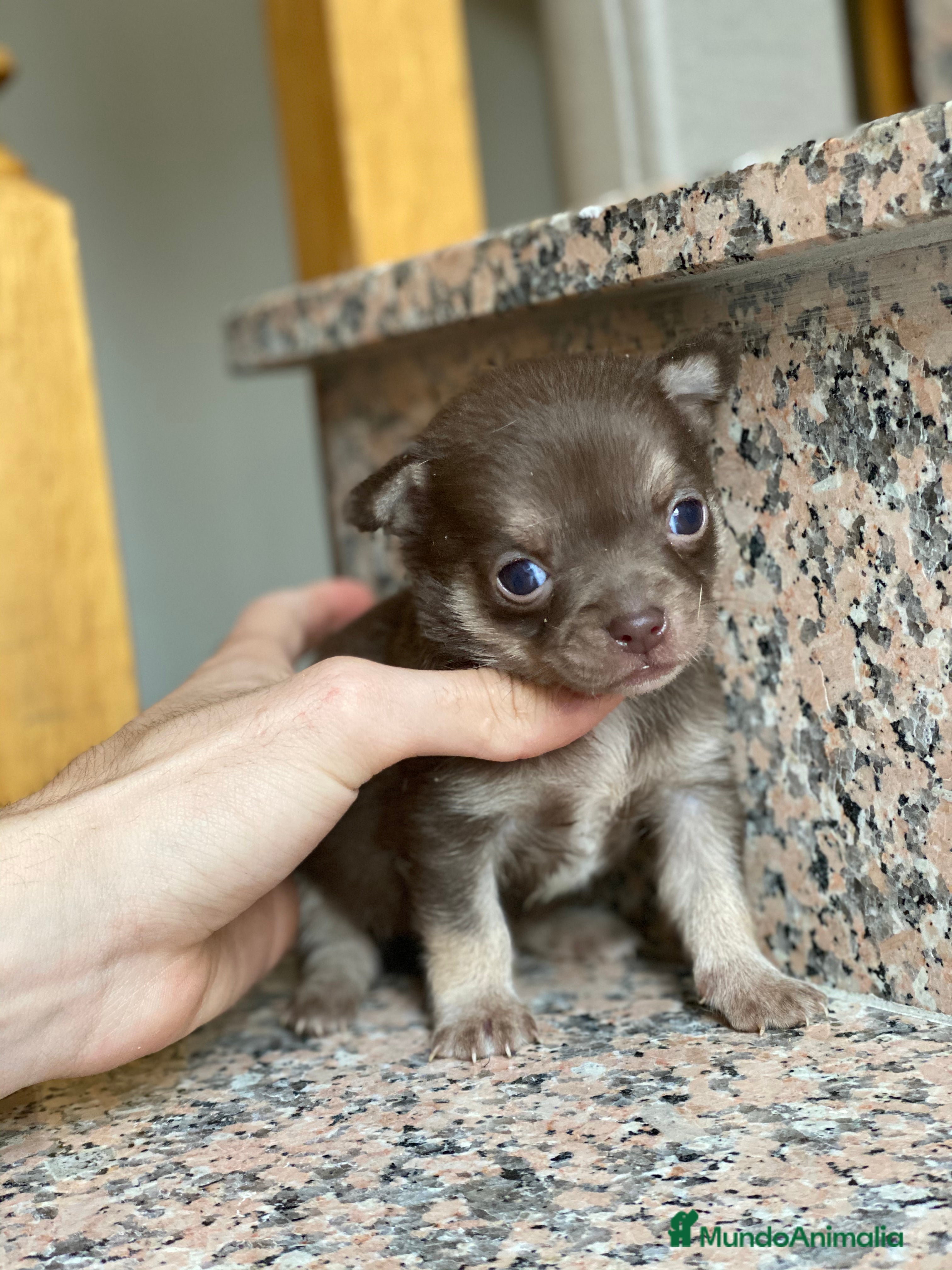 Chihuahua perros Chihuahuas Disponibles  en Ciudad Real - Anuncio 2