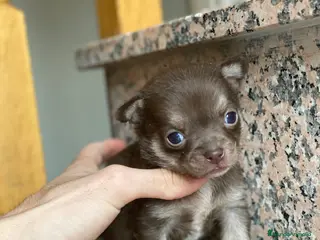 Chihuahua perros Chihuahuas Disponibles - Anuncio 41