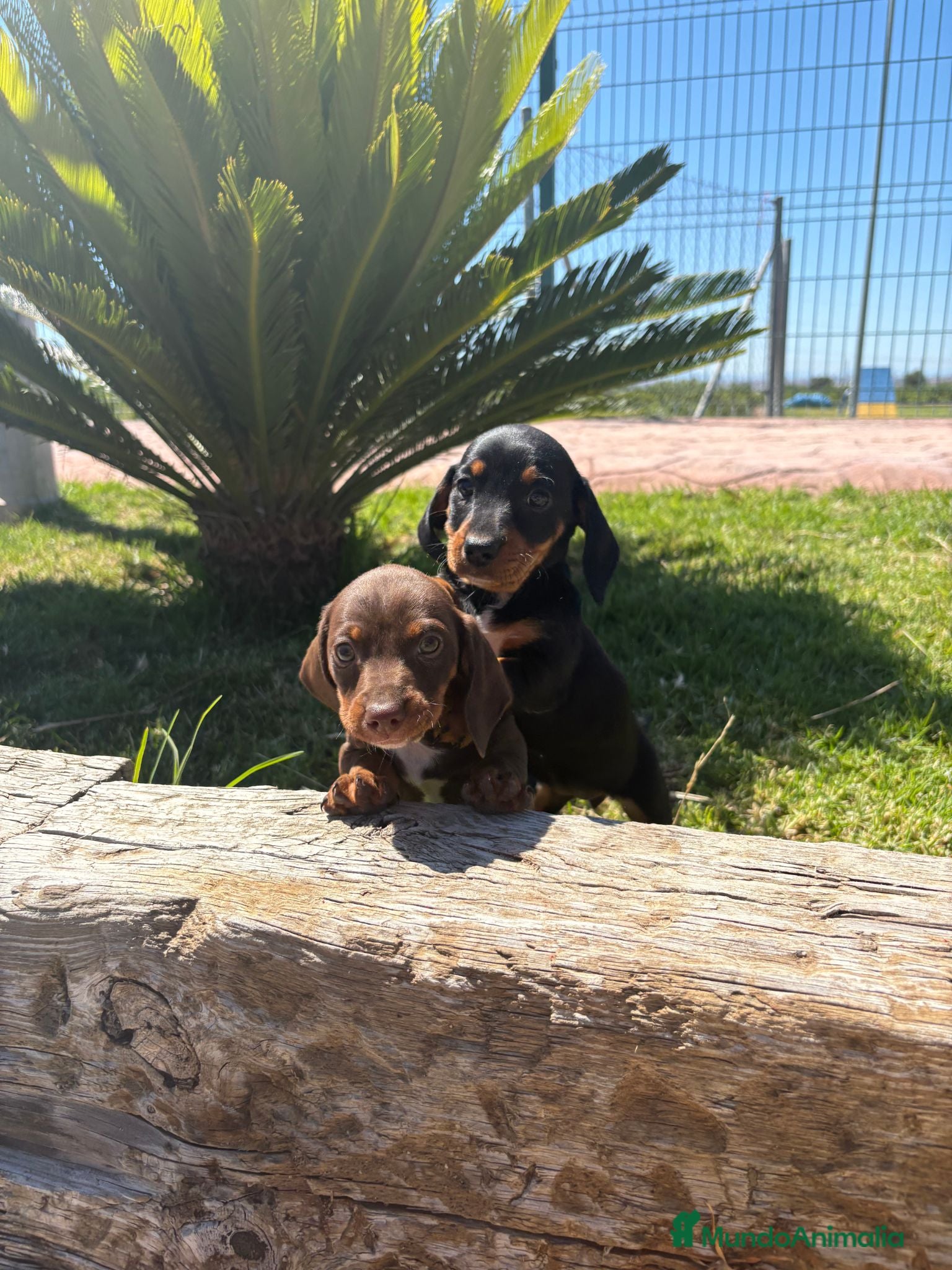 Teckel Miniatura perros TECKEL MINIATURA - Anuncio 1