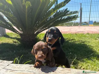 Teckel Miniatura perros TECKEL MINIATURA - Anuncio 1
