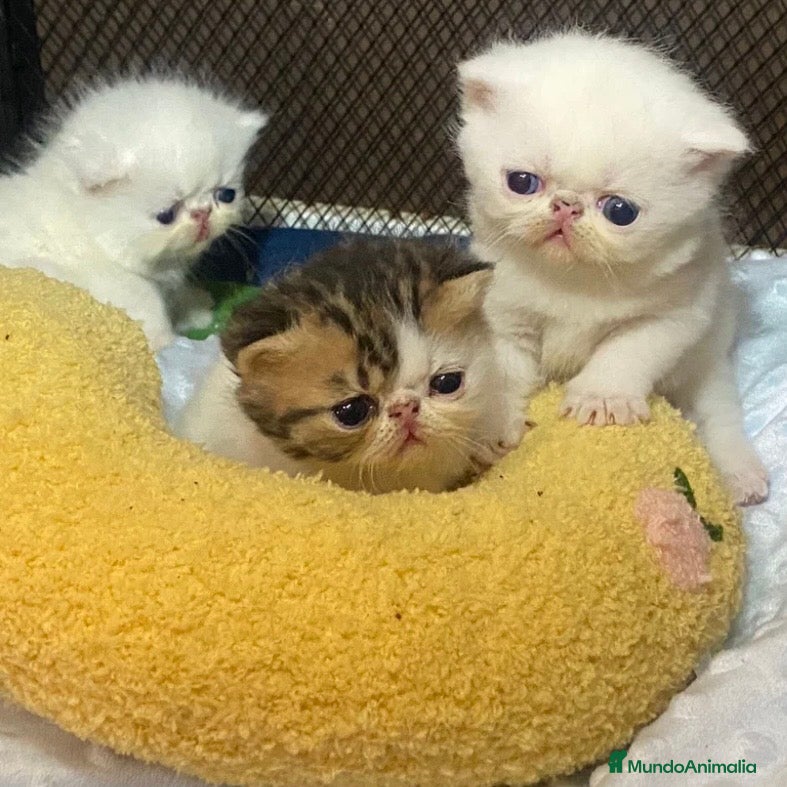 Persa gatos Persa Exótico  - Anuncio 1