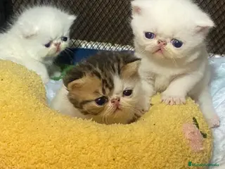 Persa gatos Persa Exótico - Anuncio 1