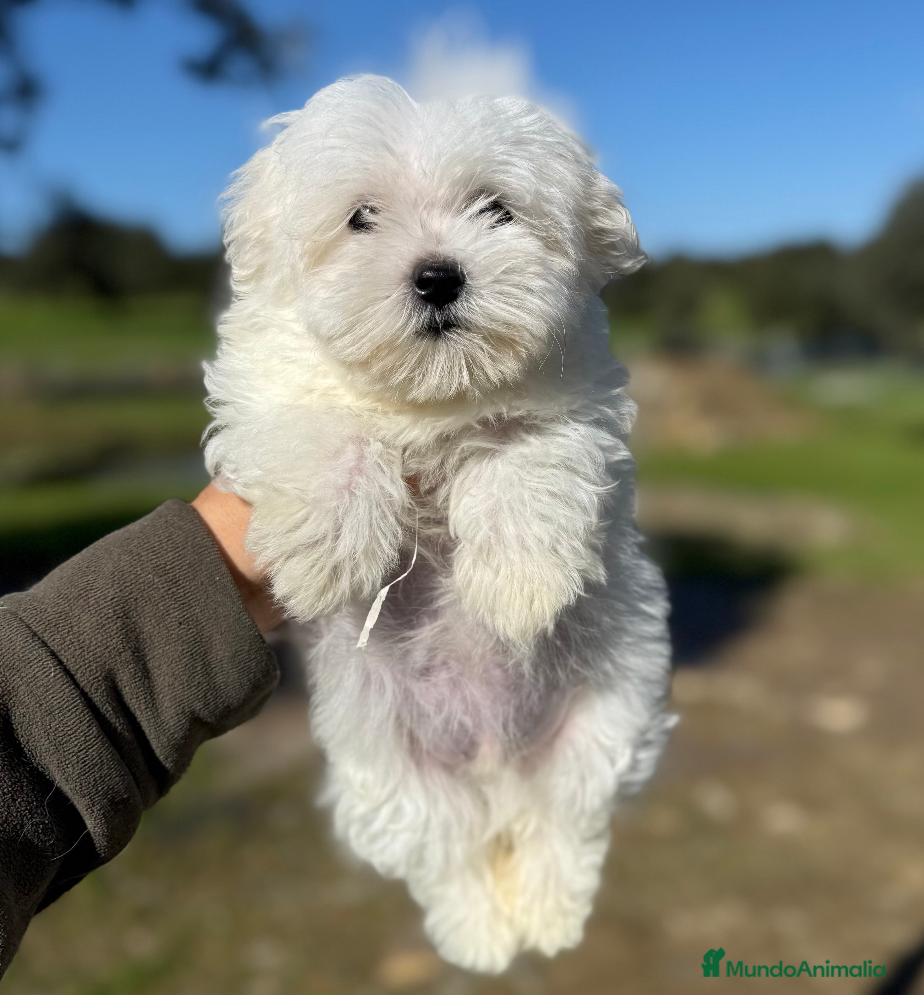 Bichón Maltés perros Bichon maltés  - Anuncio 19
