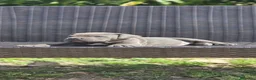 Cane Corso perros en venta: Cachorros de Cane Corso - Anuncio 12