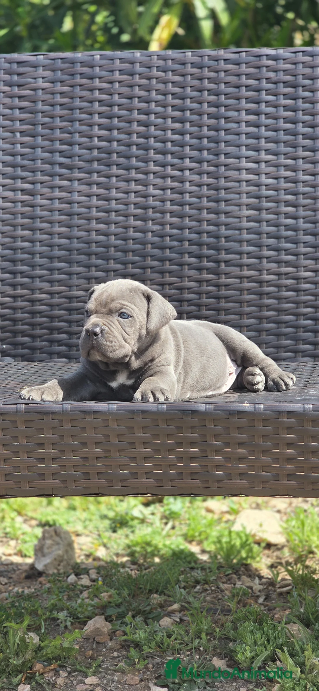 Cane Corso perros en venta: Cachorros de Cane Corso - Anuncio 12