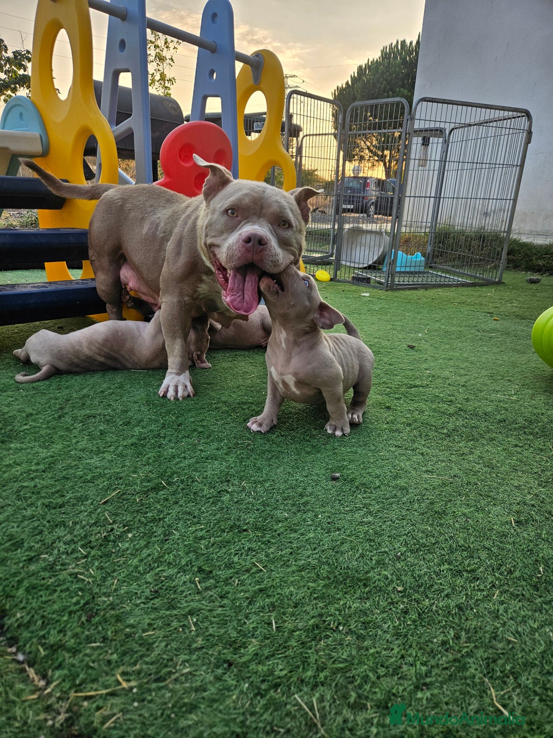American Bully perros en venta: American bully pocket  - Imagen 7