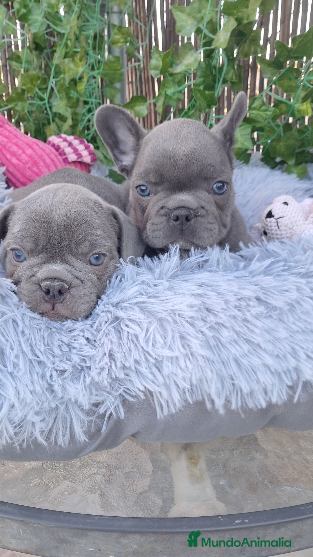Bulldog Francés perros en venta: Bebés Bulldog Francés Blue  - Imagen 2