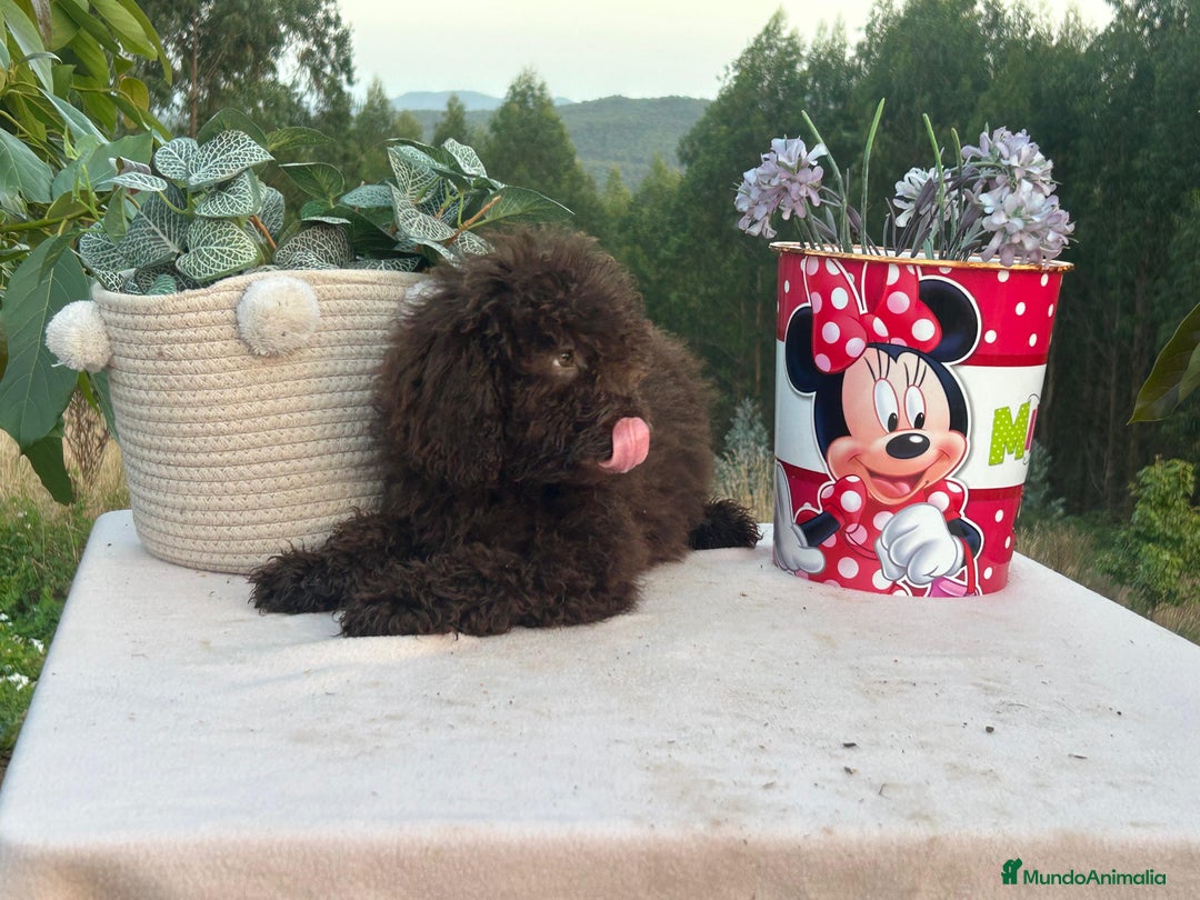 Perro de Agua Español perros en venta: Perro de aguas chocolate hembras y macho - Imagen 3