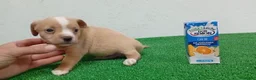 Pomchi perros en venta: Pomchis  - Anuncio 5
