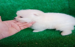 Pomerania perros en venta: Perro Pomerania, cachorritos nacionales  - Imagen 3