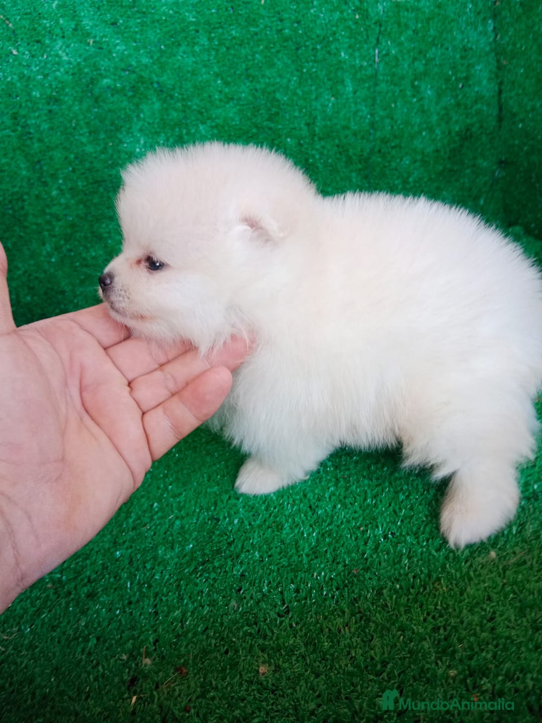 Pomerania perros en venta: Perro Pomerania, cachorritos nacionales  - Imagen 3
