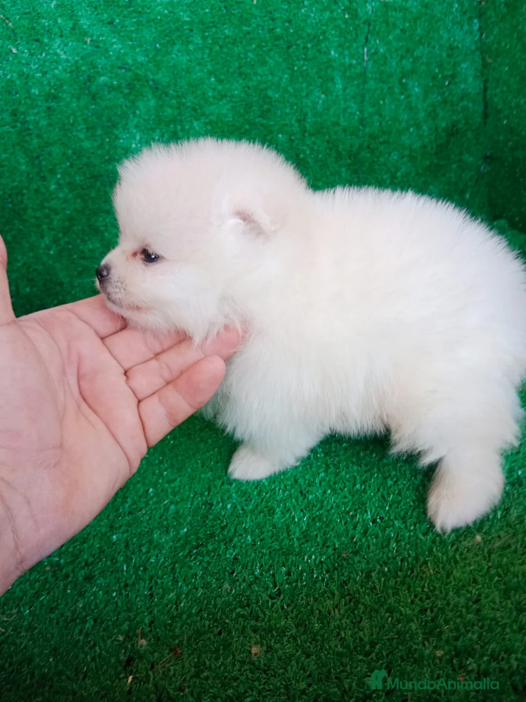 Pomerania perros en venta: Perro Pomerania, cachorritos nacionales  - Anuncio 3
