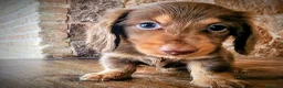Teckel perros en venta: Tecke de pelo largo chocolate precio real - Anuncio 2